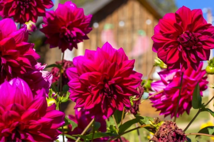 Close-up of a stunning dark pink dahlia in full bloom, bathed in warm sunlight. Velvet-like petals unfurl, some delicately curled at the edges. The blurred background hints at a charming wooden country house.