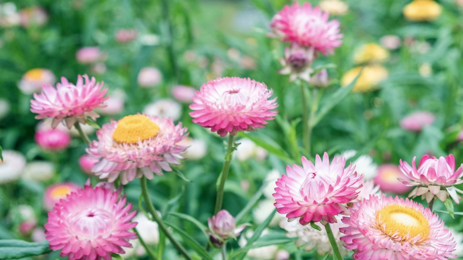 Vibrant pink strawflowers, their centers adorned with sunny yellow hues, pop against a blurred backdrop of verdant foliage, creating a vivid contrast of colors in a lush, natural setting.