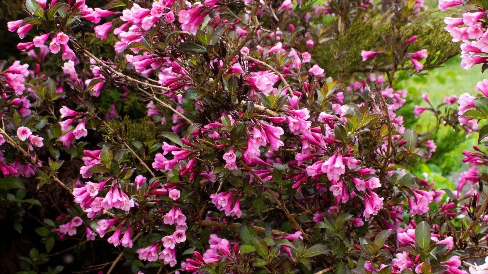 A lush 'Very Fine Wine' weigela shrub displays vibrant purple flowers, accentuated by a backdrop of lush green foliage with hints of earthy brown, creating a captivating garden centerpiece.