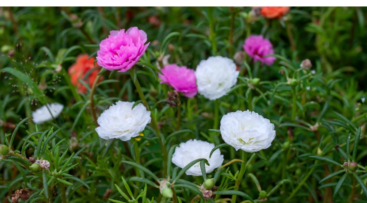 A cluster of portulacas showcasing a beautiful medley of colors—shimmering white, regal purple, and warm orange blooms. Each flower appears to be thriving, while their lush green leaves and sturdy stems add to their natural charm. Sturdy stems add to their natural charm.