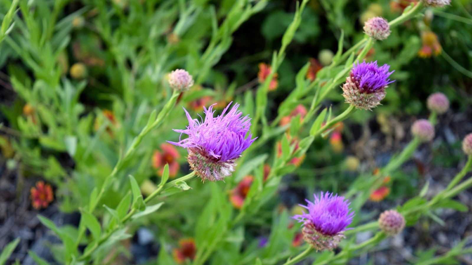 The start blooming American basketflower buds, nestled amidst sturdy stems and lance-shaped leaves, promise a forthcoming display of intricately woven lavender-pink blooms.