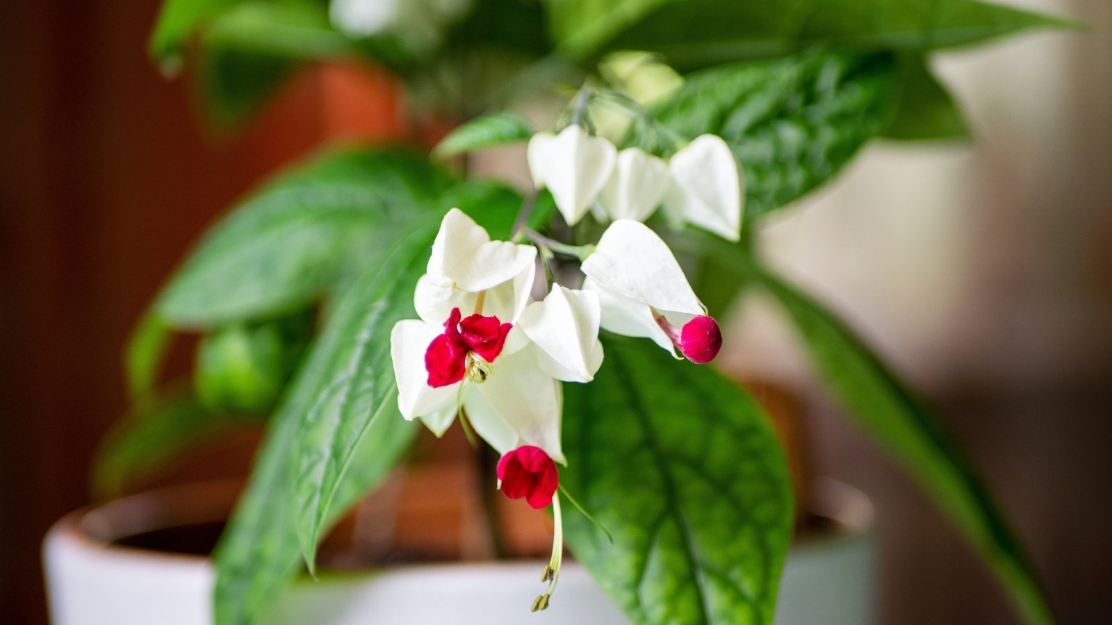 A potted bleeding heart plant featuring delicate white and red flowers nestled amid lush, veined leaves, showcasing its intricate beauty and natural elegance in a tranquil setting.