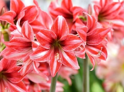 A close-up captures the stunning Amaryllis, showcasing its vibrant red flowers with delicate white linings. The protruding centers of the flowers are highlighted, adding depth and texture to their beauty. The slender stems elegantly support these exquisite blooms.