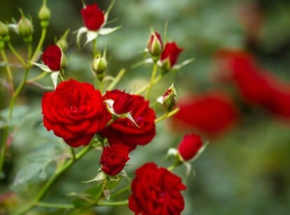 A close-up of vibrant red roses in full bloom. The petals are arranged in a spiral pattern, and they are opening up to reveal the center of the rose. Green leaves surrounding the roses are slightly serrated and have a pointed tip.