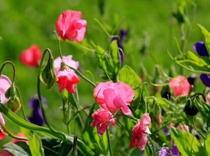 A sweet pea vine, adorned with delicate pink and purple blossoms that sway gently in the warm sunlight. Each petal seems to catch the sunlight, illuminating the intricate patterns and soft textures of the blossoms.