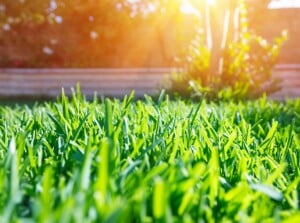 A lush green lawn glistens under the radiant sunlight, creating a serene and inviting atmosphere. The blades of grass sway gently, promising a relaxing outdoor experience.