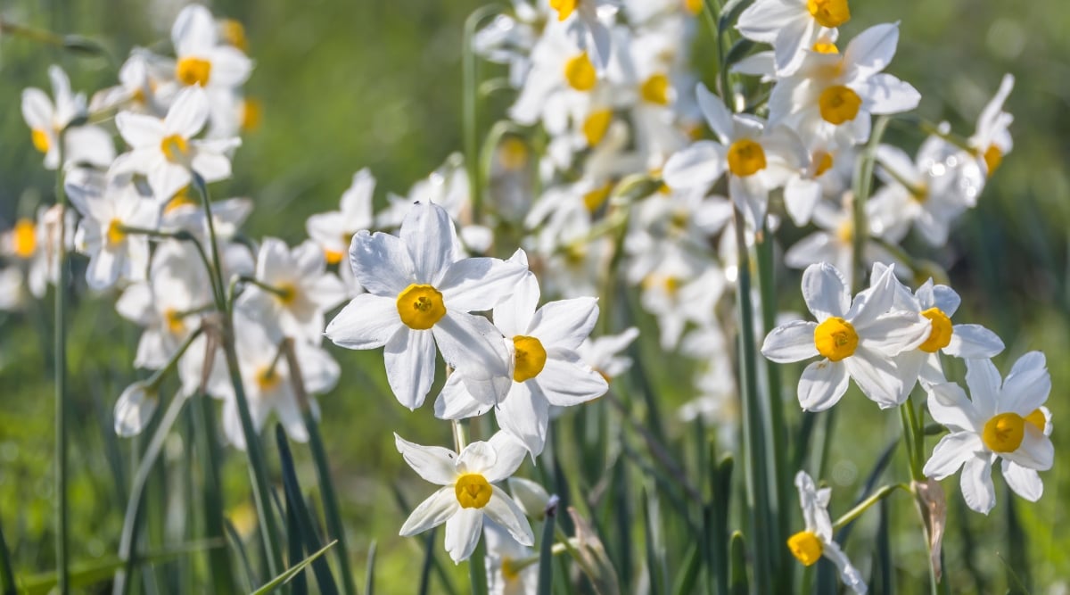 A close-up of the 'Ariel' paperwhite variety showcases tall, slender stems bearing delicate white blooms crowned with vibrant yellow centers. Bathed in sunlight, the flowers exude an ethereal glow against the backdrop of green foliage.
