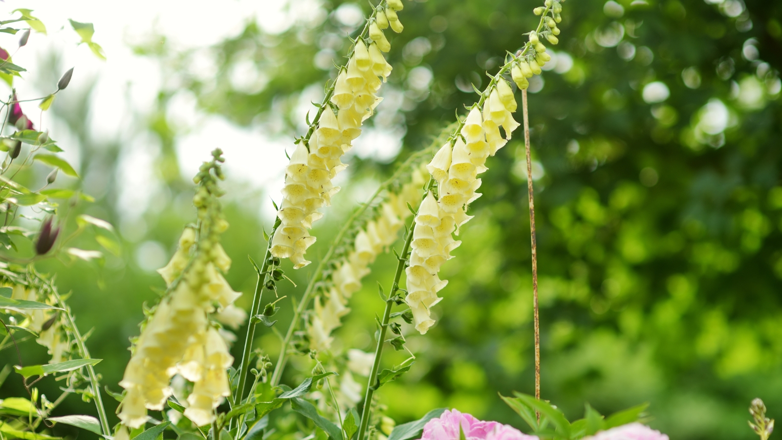 A close-up of vibrant yellow foxglove flowers atop slender green stems, showcasing delicate spikes amidst lush foliage and verdant plants blending softly into a blurred backdrop.