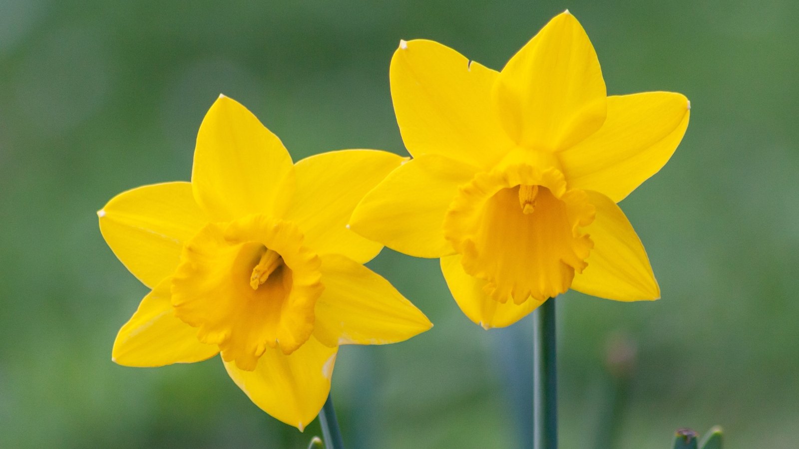 A close-up of Sweetness daffodil blooms with yellow petals and a golden-yellow corona, radiating elegance and grace. The blurred background hints at a tranquil garden scene, with soft hues of green and hints of other floral beauties dancing in the distance, enhancing the daffodil's allure.