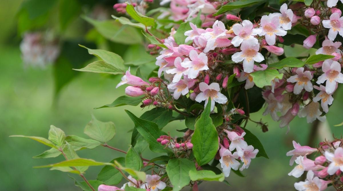 Beauty Bush