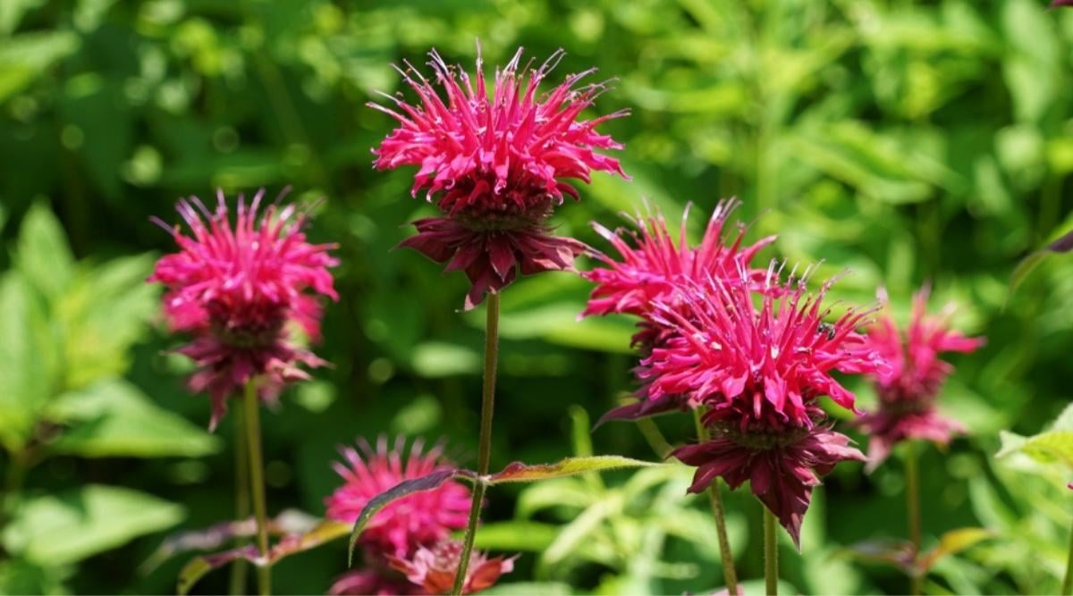 Bee Balm Flowers