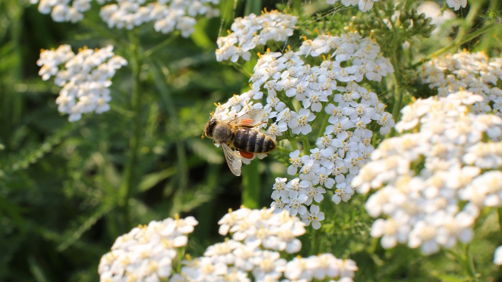 A bee delicately lands on a bunch of white yarrows, absorbing the nectar, against a backdrop of lush green leaves, symbolizing nature's intricate dance between pollinator and flower.