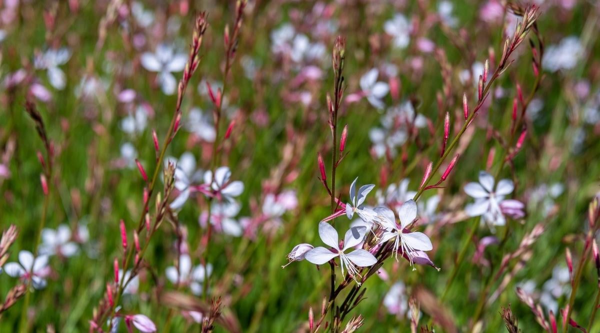 Beeblossom