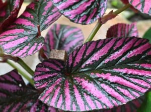 Rex Begonia leaves in close-up, featuring a rich purple hue adorned with broad, deep green veins. The glossy surface of the leaves reflects the sunlight, creating a captivating play of light and shadow.