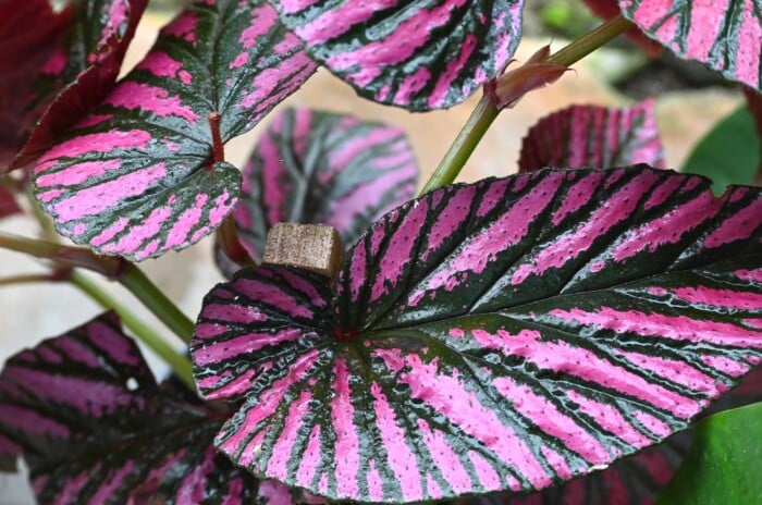 Rex Begonia leaves in close-up, featuring a rich purple hue adorned with broad, deep green veins. The glossy surface of the leaves reflects the sunlight, creating a captivating play of light and shadow.