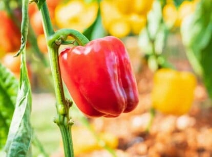 bell pepper companion plants