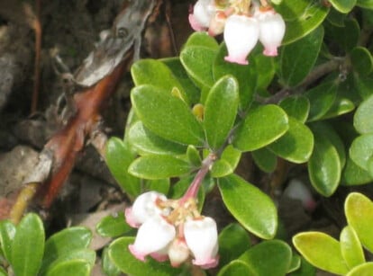 Bell-shaped bearberry flowers