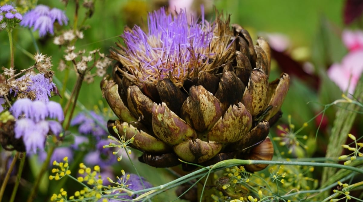 Close up of a flowering artichoke plant with thistle-like purple petals in the center. The flower blooms from the head, which features a rosette of very thick, large, dark brown-green leaves with a definitive tooth at the tip of each. The flower is surrounded by blooming yellow yarrow flowers with more of the garden in the blurred background. 