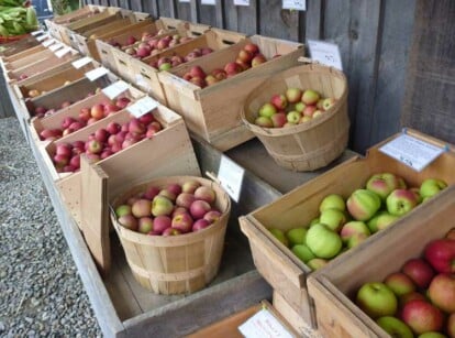 The best way to store apples