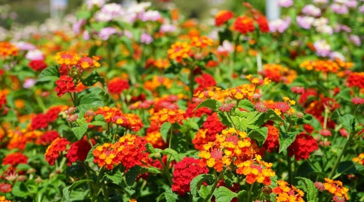 Big Leaf Lantana