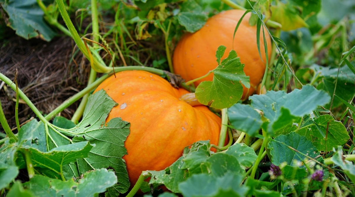 A close-up of two enormous pumpkins nestled in a bed of vibrant green vines. The pumpkins are a deep, fiery orange, their plump sides boasting smooth curves and subtle ridges. Delicate tendrils twine around the stems, anchoring the fruits to the leafy earth.
