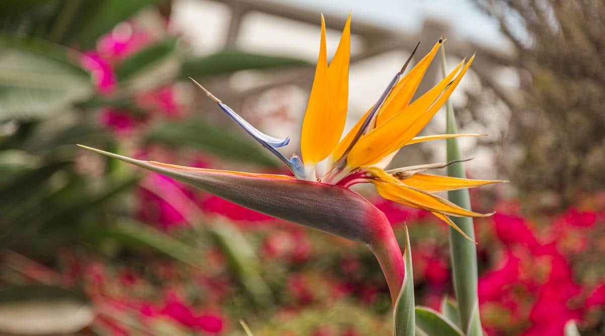 Bird of Paradise