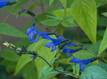 Black and blue flowers