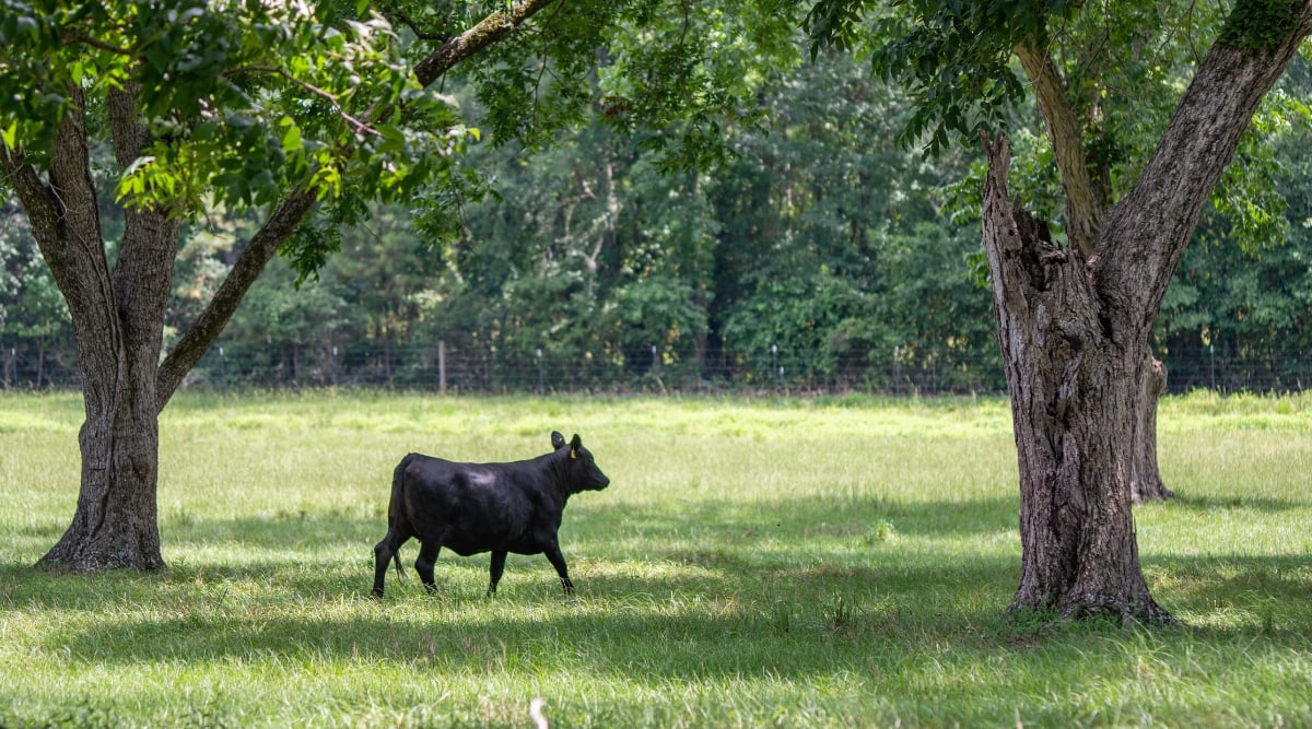 A buffalo strolls confidently through a peaceful landscape adorned with pecan trees. The buffalo's steady stride carries it across a vast and verdant pasture, illustrating the harmonious connection between the animal and its environment.