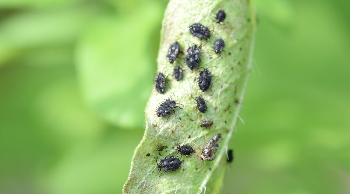 A close-up of black pecan aphids clustered on a pecan leaf, feeding on its sap. The pecan leaf exhibiting signs of powdery mildew, a fungal disease.
