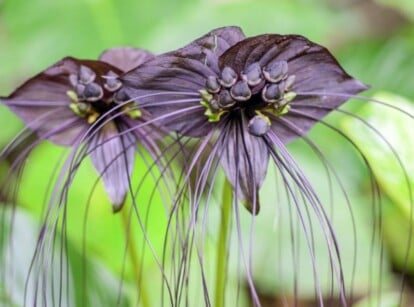 Black Flowers