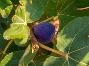 Close-up of a ripe fruit on a black mission fig tree among green foliage. The Black Mission Fig Tree is characterized by its broad, lush canopy of deep green, lobed leaves. The tree produces small, pear-shaped fruits with a deep purple-black hue when ripe.