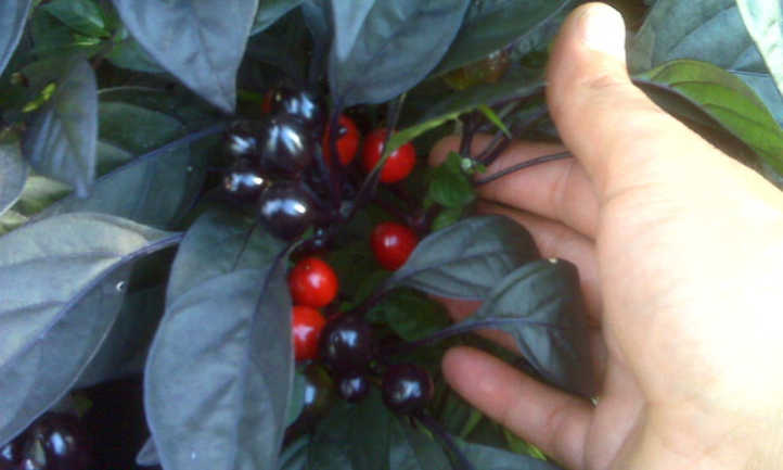 Black Pearl ornamental peppers