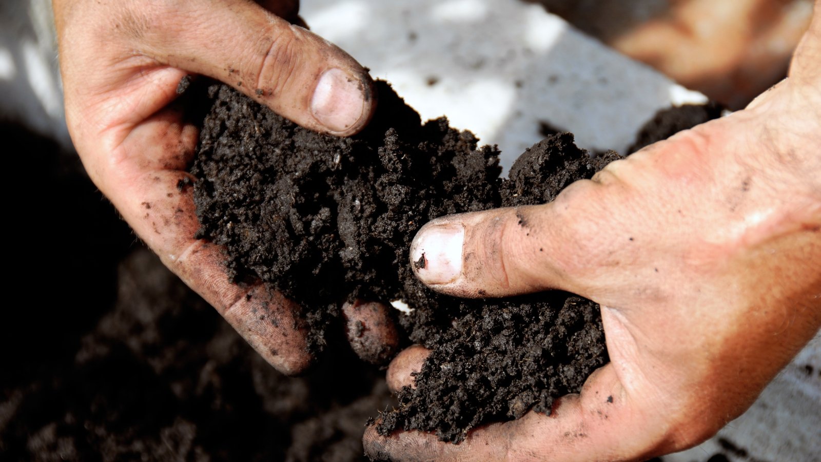 Hands coated in earth, fingers gripping dark soil, bathed in sunlight's golden glow, connecting with nature's richness and vitality through tactile engagement with the land.