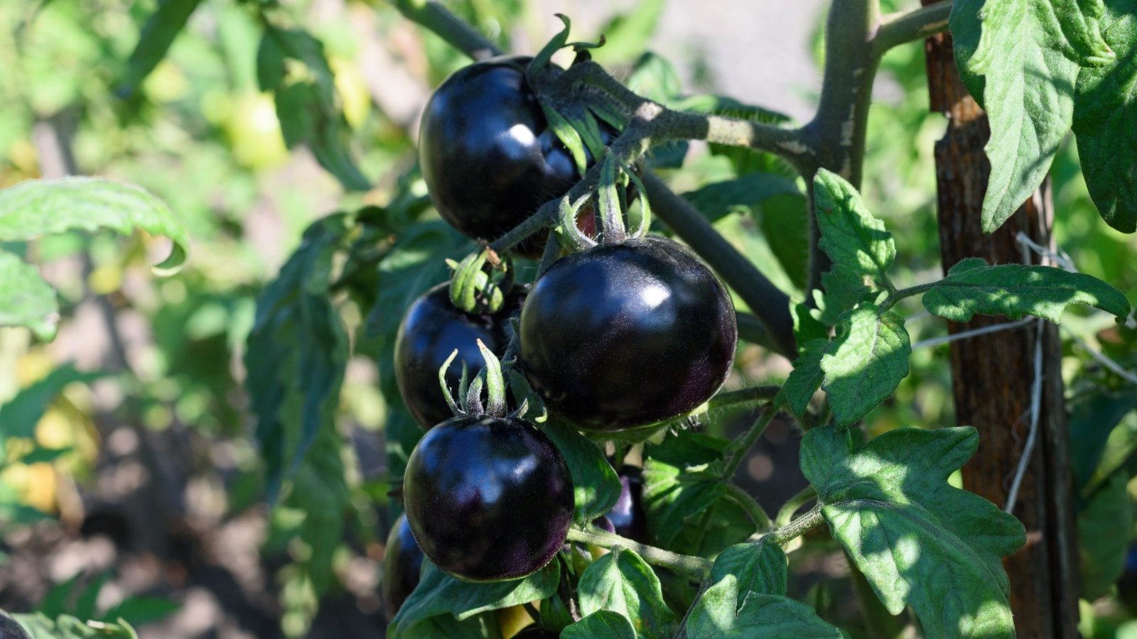 Dark 'Indigo Rose' tomatoes, ripening amidst lush green leaves under the warm sunlight.