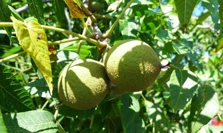 Black walnut fruit