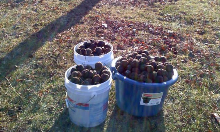 Black walnut harvest