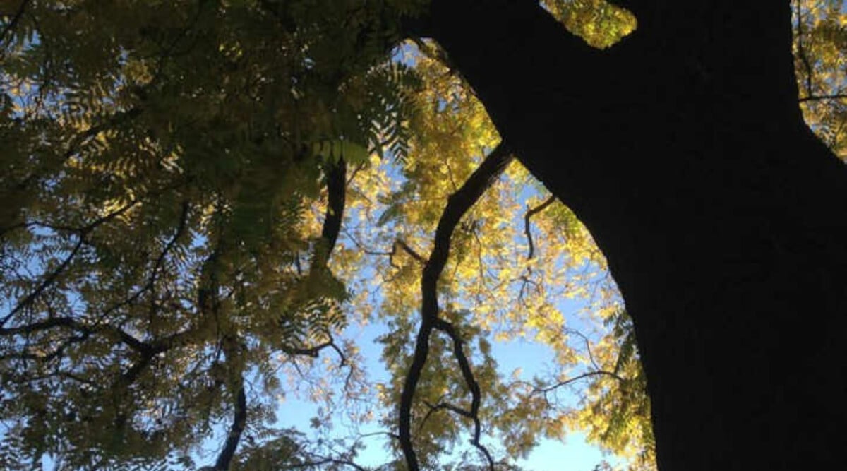 Black walnut tree