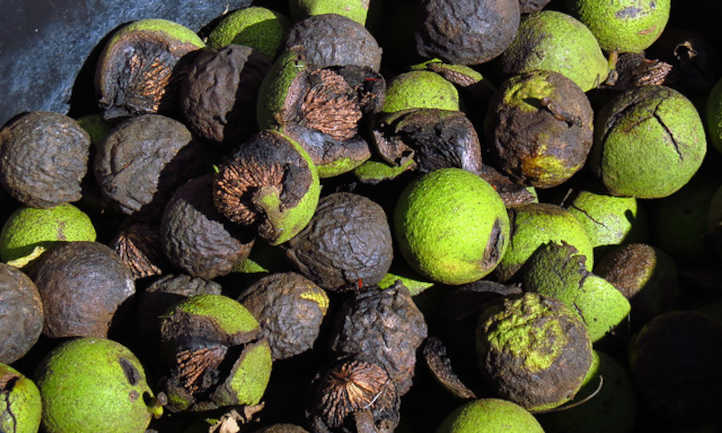 Black walnuts in the husk