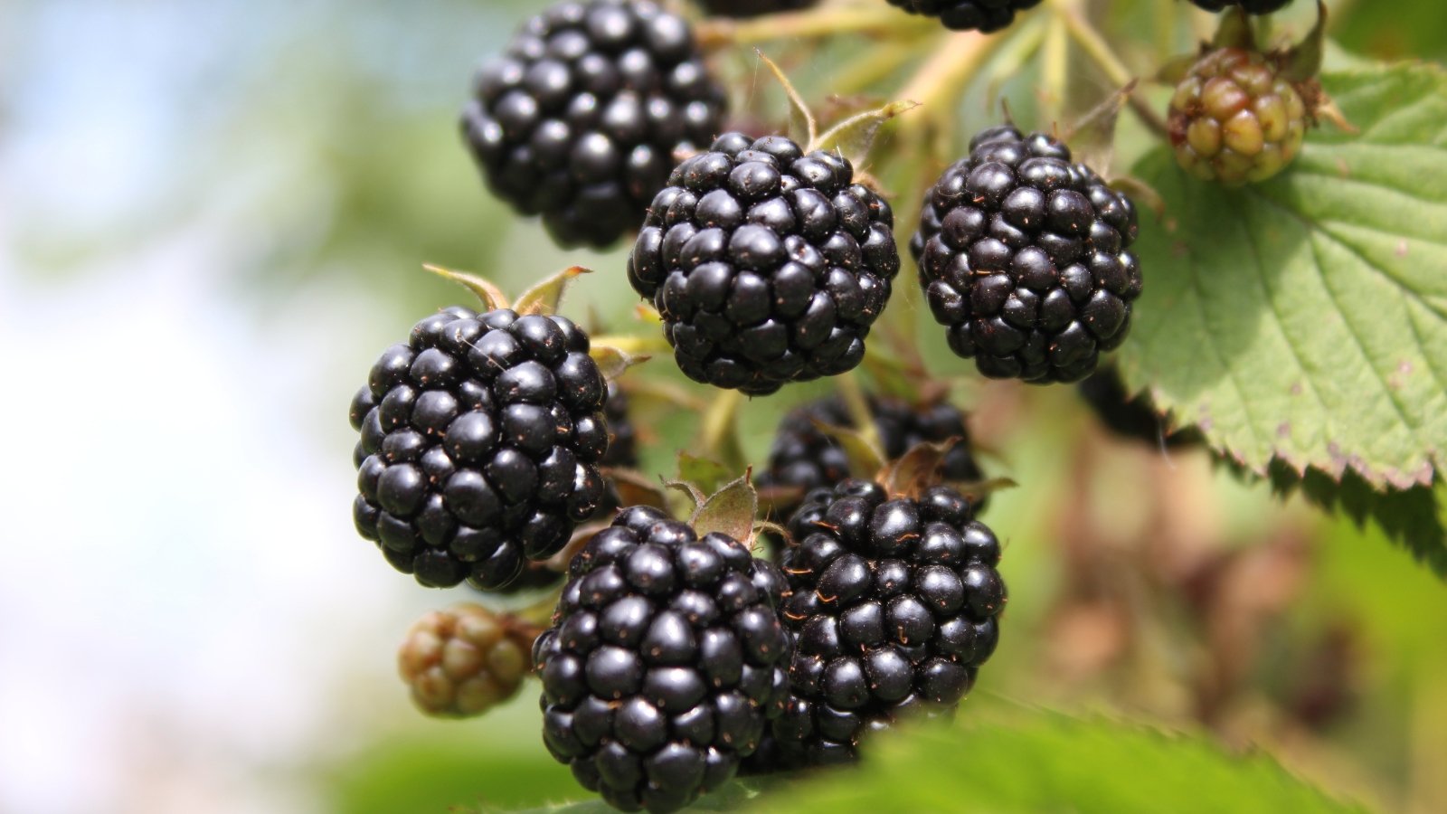 Close-up of Rubus fruticosus 'Chester' bearing large blackberries with a glossy, deep purple-black hue.