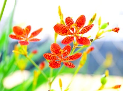 A close-up reveals several vibrant orange Blackberry lily flowers, their petals dotted with darker hues. Bathed in sunlight, the flowers sway gently in a summer breeze, their beauty contrasting against a backdrop of clear sky.