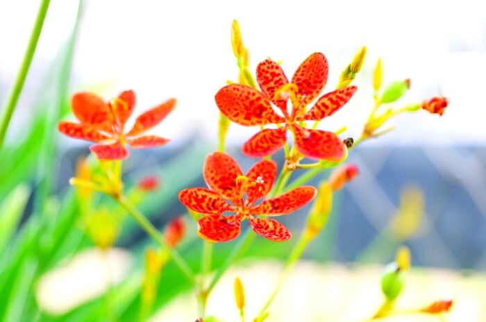 A close-up reveals several vibrant orange Blackberry lily flowers, their petals dotted with darker hues. Bathed in sunlight, the flowers sway gently in a summer breeze, their beauty contrasting against a backdrop of clear sky.