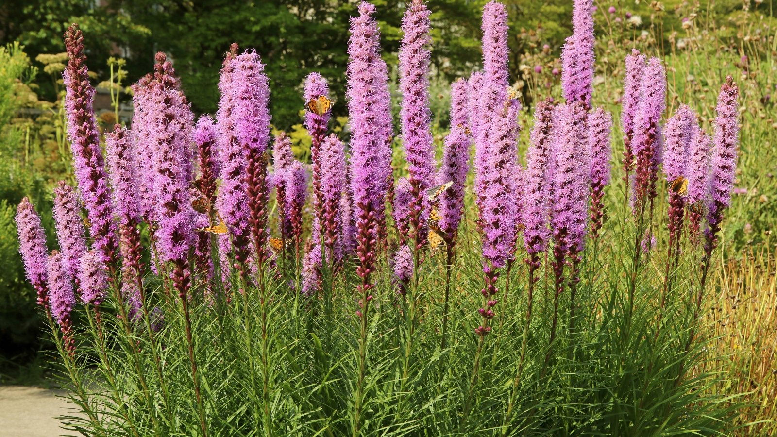 Liatris presents grass-like foliage and produces tall spikes of densely packed, purple flowers, creating a striking vertical accent in the garden.