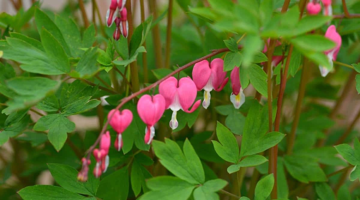 Bleeding Heart Flowers