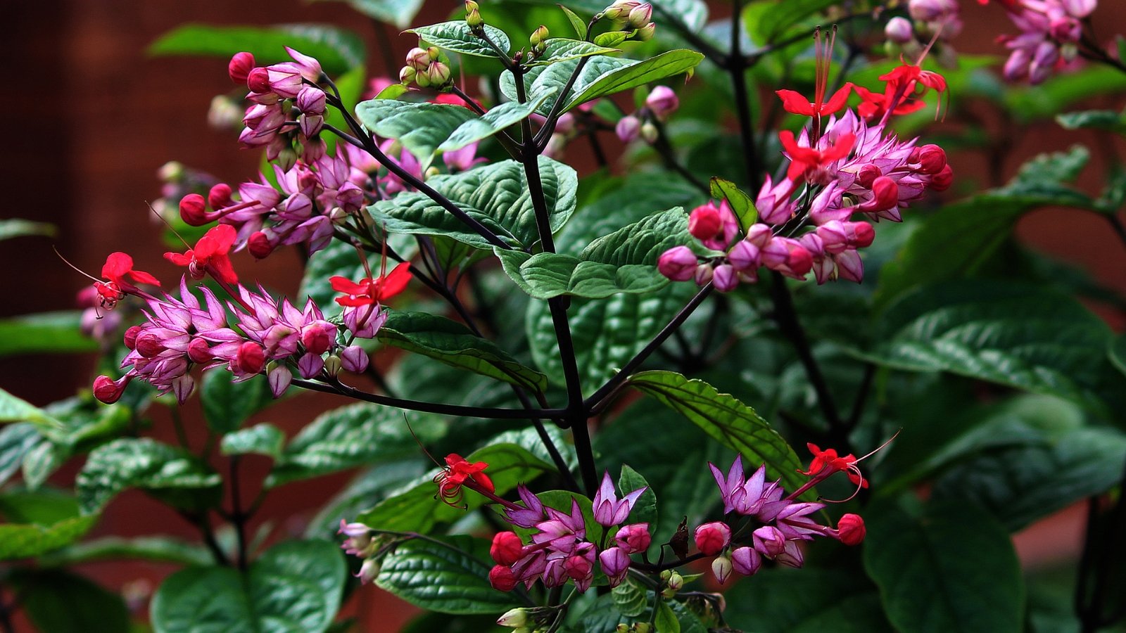 Vivid red and purple blooms contrast with the glossy green foliage of a bleeding heart plant, creating a striking display of color and texture in a garden or floral arrangement.