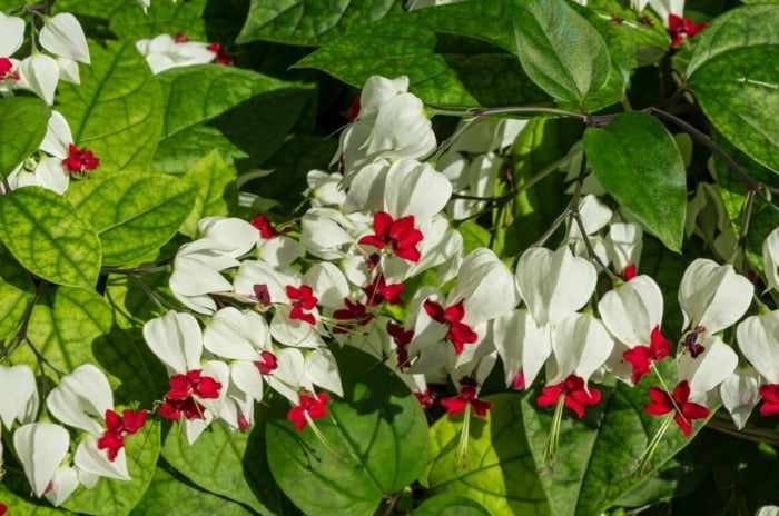 A bleeding heart vine displays luscious green leaves and vivid white and red flowers, basking in the warm sunlight, creating a picturesque scene of natural beauty.