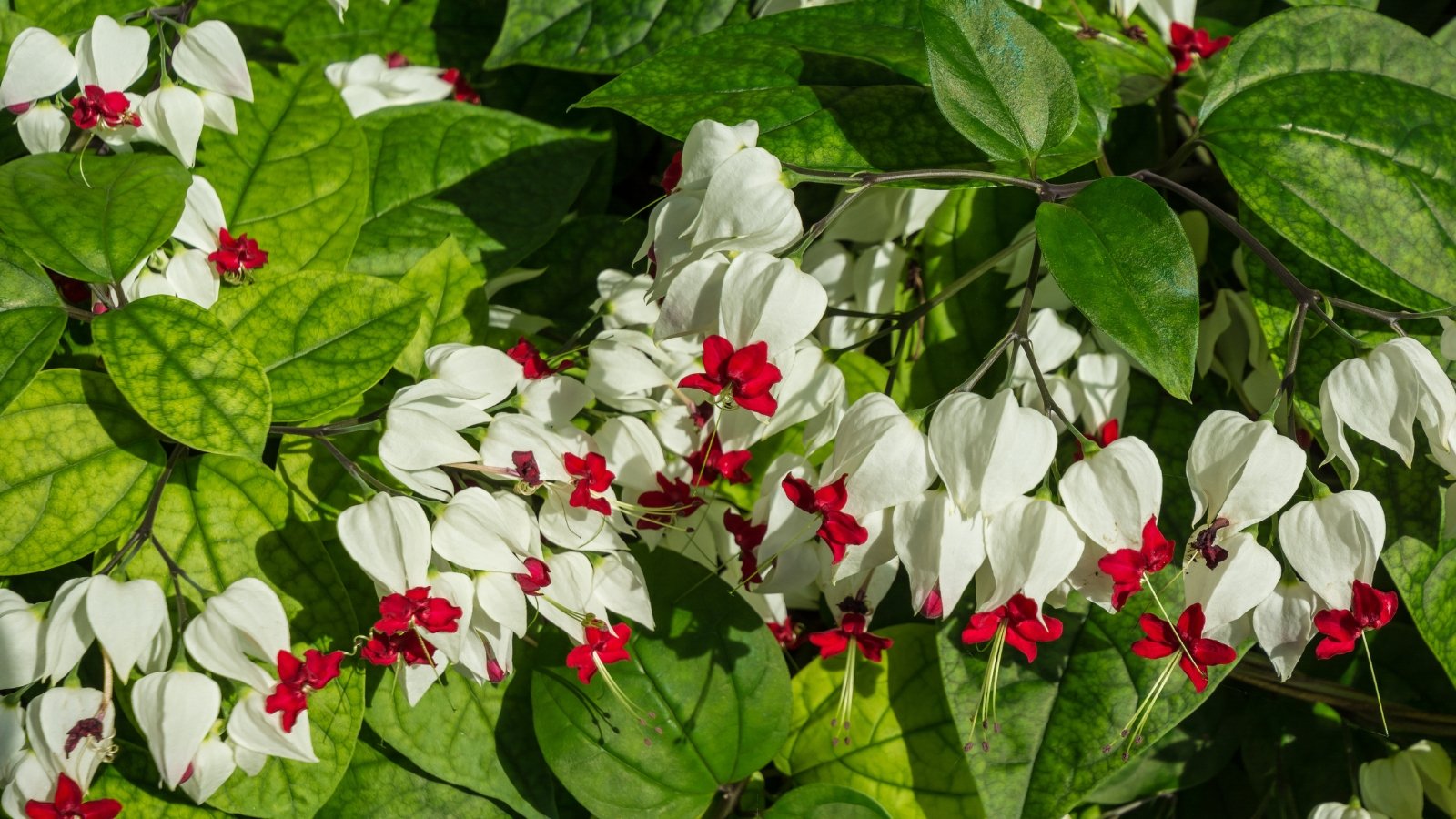 A bleeding heart vine displays luscious green leaves and vivid white and red flowers, basking in the warm sunlight, creating a picturesque scene of natural beauty.