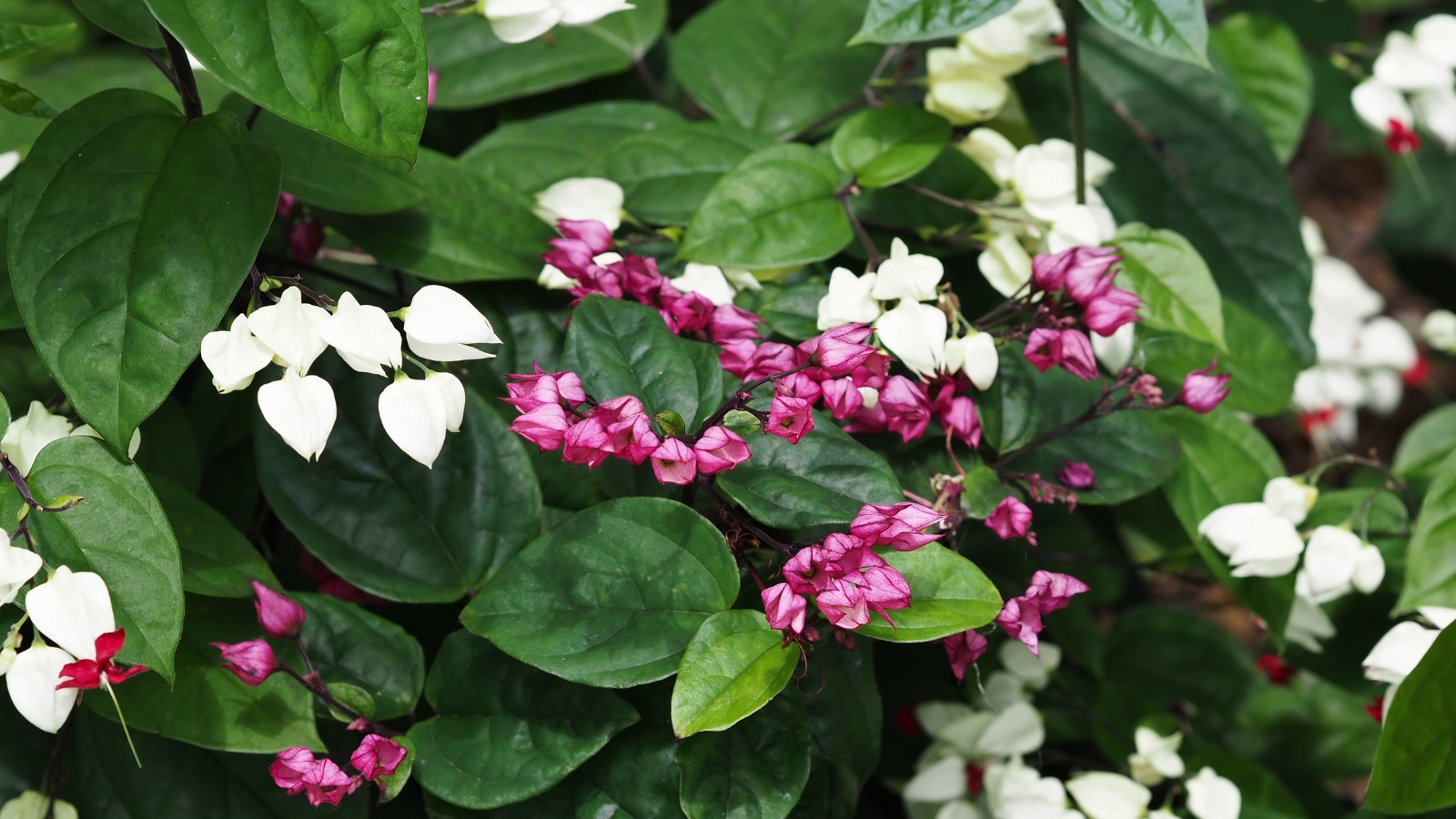 Purple and white vine blossoms drape amidst green leaves, their delicate petals forming an elegant contrast against the verdant backdrop of lush foliage.