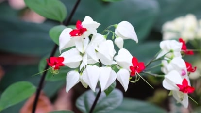 A close-up reveals delicate white and red bleeding heart flowers, contrasted against blurred green leaves in the background, evoking a serene yet vibrant garden scene.