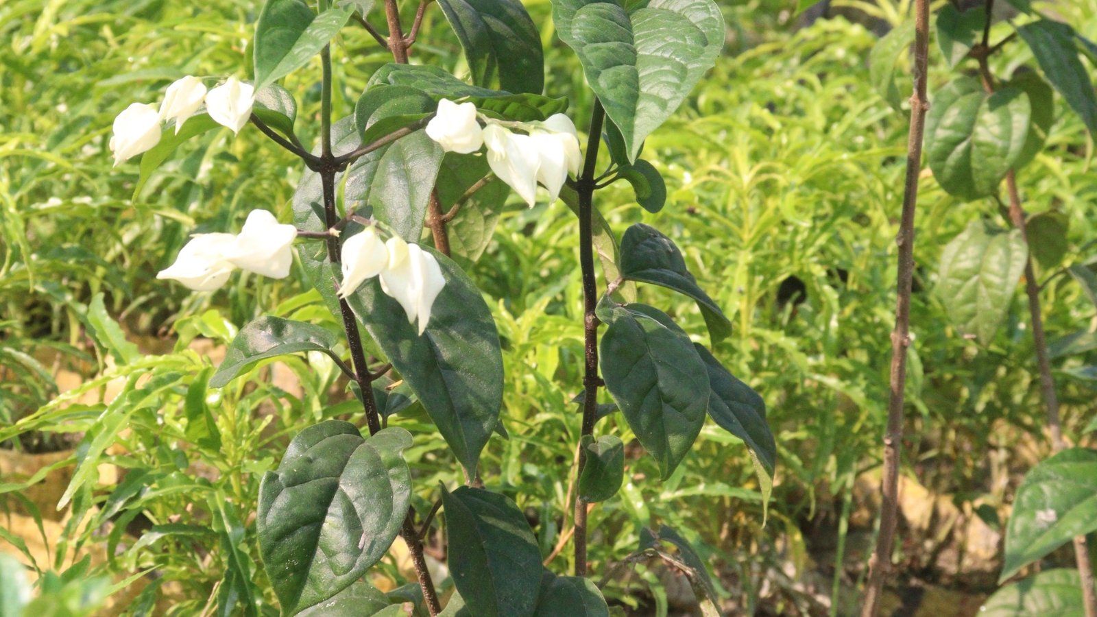 A bleeding heart vine with white flowers stands gracefully among sunlit green plants, its delicate blooms contrasting vividly against the lush backdrop, a serene scene of natural elegance.