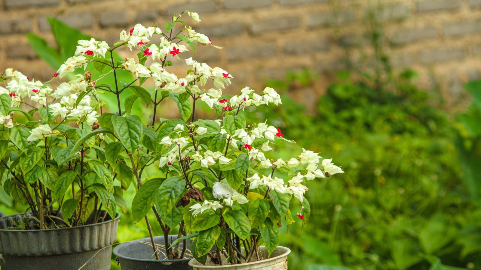 Potted plants with delicate white blooms, thrive outdoors amidst a backdrop of blurred brick walls and lush, wild weeds, creating a charming contrast of urban and natural elements.